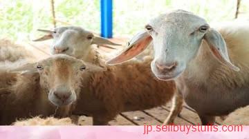second hand/new: Earn lakhs from Nari Suvarna sheep farming ffreedom app